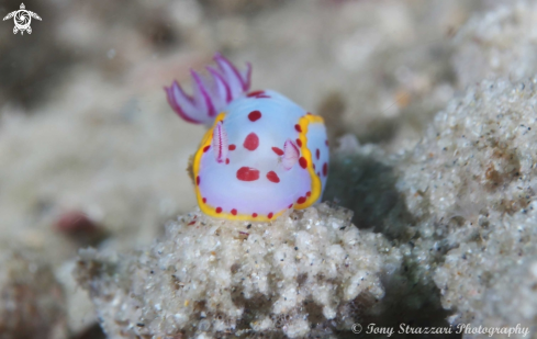 A Bennett's Hypselodoris