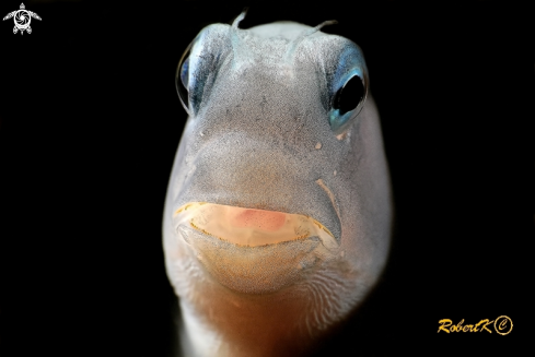 A blenny