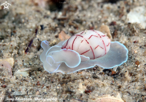 A Lined Bubble-shell