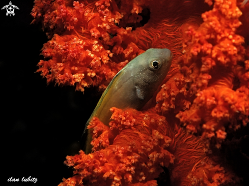 A  Damsel fish | reef fish