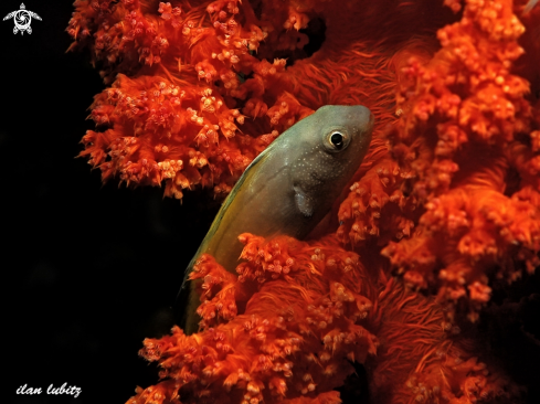 A reef fish