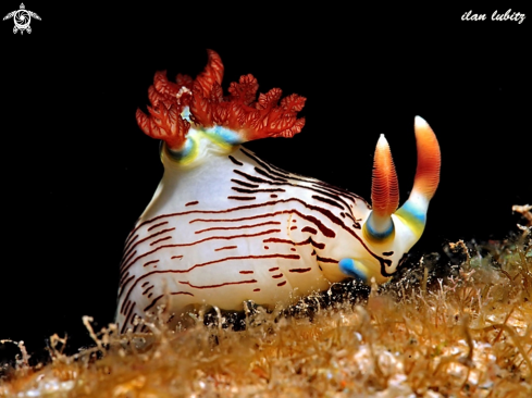 A nembrotha lineolata | nudibranch