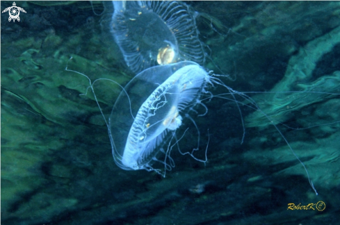 A jellyfish 