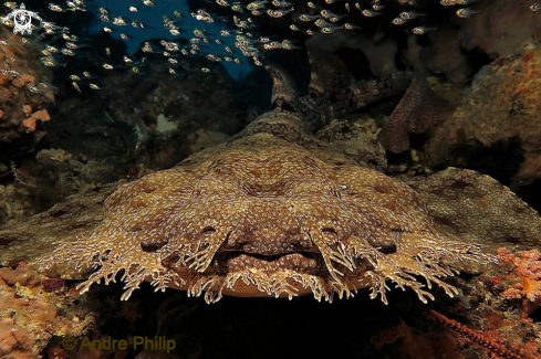 A Wobbegong