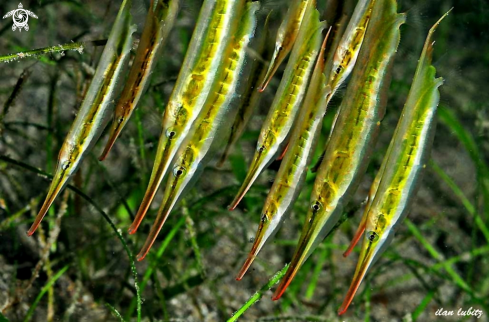 A Aeoliscus strigatus | razorfish