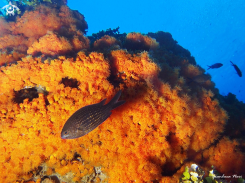 A Chromis chromis | Castagnola