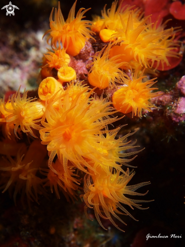 A Astroides calycularis | Astroides