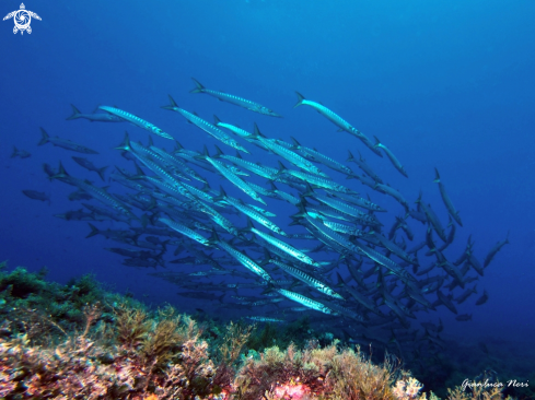 A Sphyraena viridensis | Barracuda