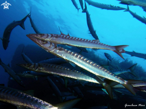 A Barracuda