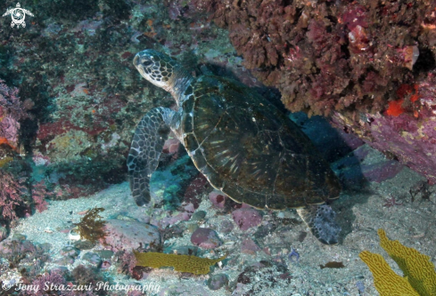 A Green turtle