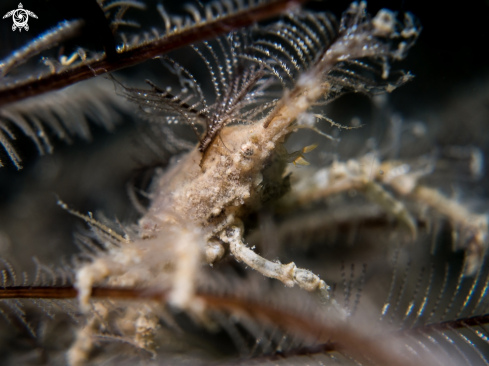 A Hydroid Crab