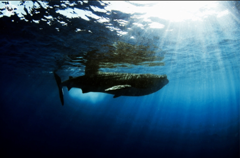 A Whale Shark