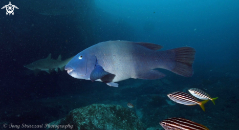 A Eastern Blue Wrasse