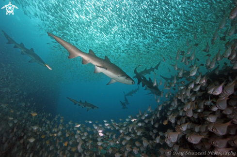 A Grey Nurse Shark (Sand Tiger, Ragged Tooth)