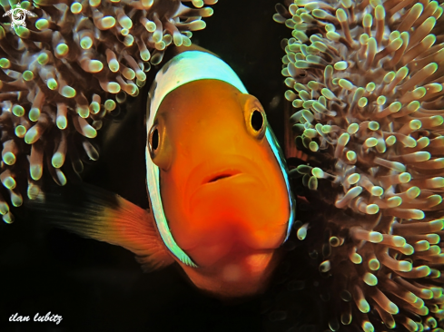 A Amphiprion frenatus | Tomato Anemonefish