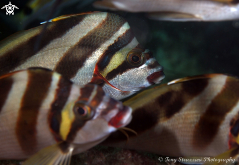 A Crested Morwong