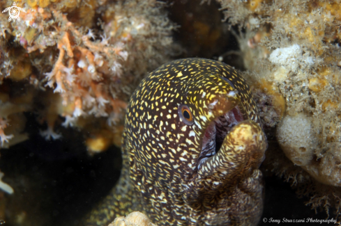 A Mosaic Moray