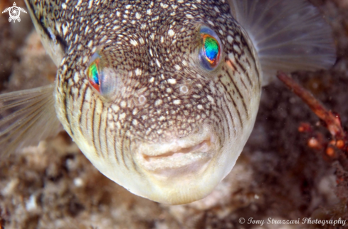 A Smooth Toadfish