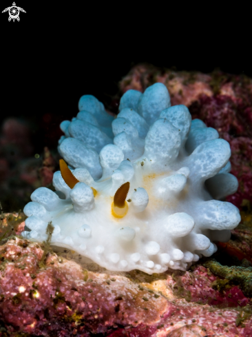 A Phyllidia sp. | Wart Slug