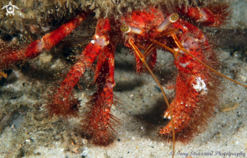 A Hairy Red Hermit Crab