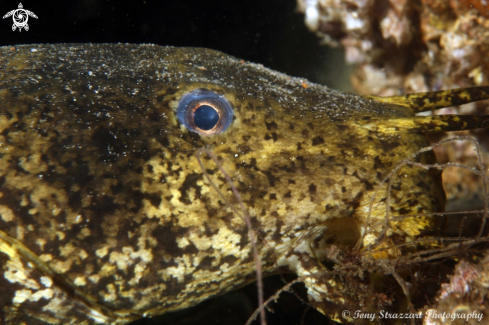 A Estuarine catfish