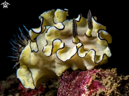 A Nudibranch