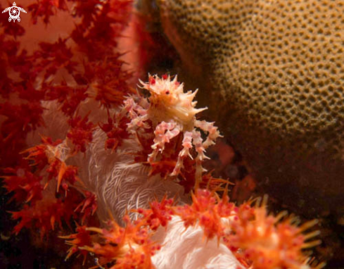 A Soft Coral Crab