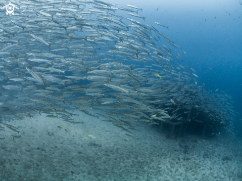 A Chevron Barracuda