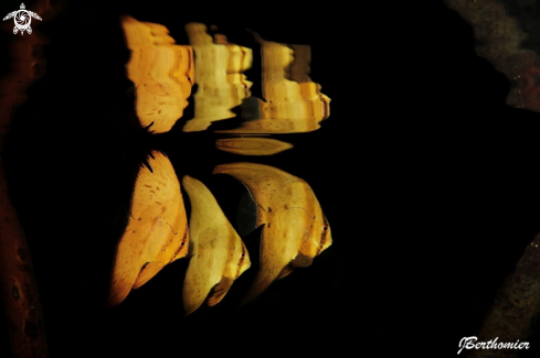 A Orbicularis  juveniles batfishes