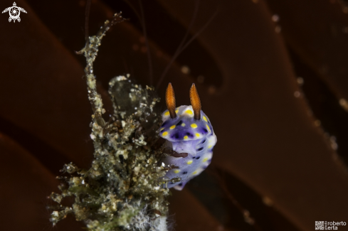 A Nudibranch