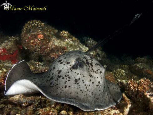 A Stingray