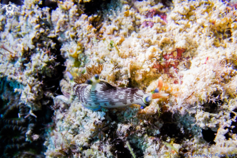 A Nembrotha lineolata Bergh 1905 | Nembrotha lineolata