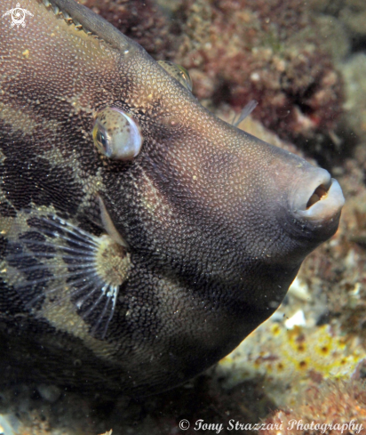 A Fan belly leatherjacket