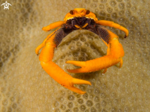 A Crinoid Squat Lobster