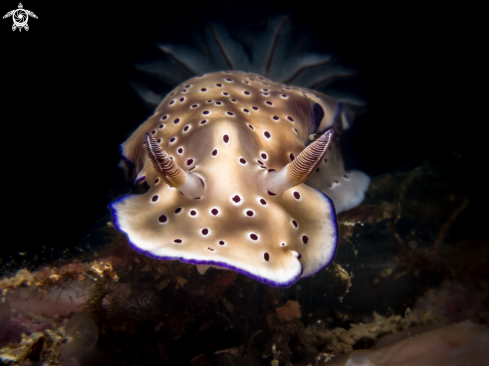 A Hypselodoris tryoni | Nudibranch