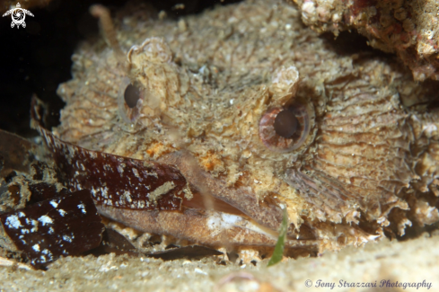 A Eastern frogfish