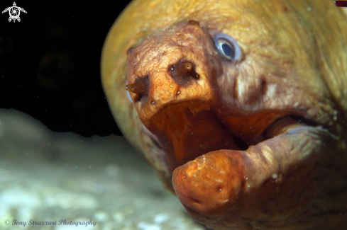 A Green moray