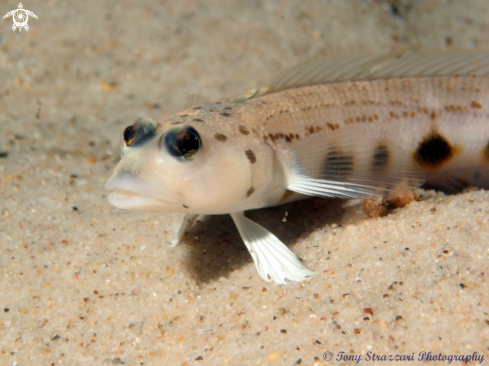 A Spotted Grubfish