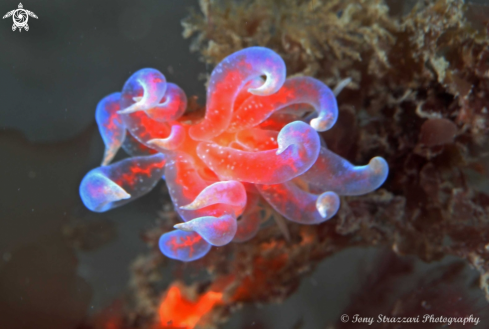 A Pink Fluffy Phyllodesmium