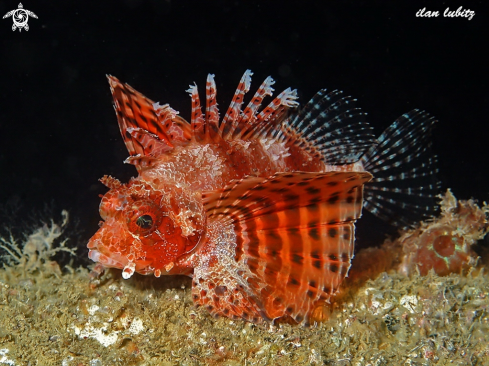 A lion fish