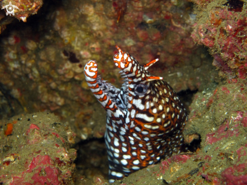 A Tiger eel