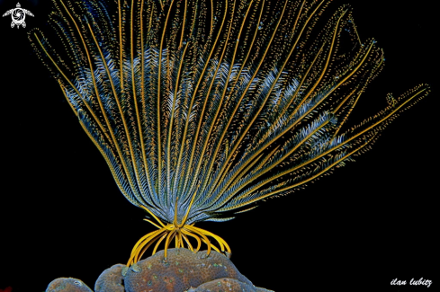 A Oxycomanthus bennetti | feather star