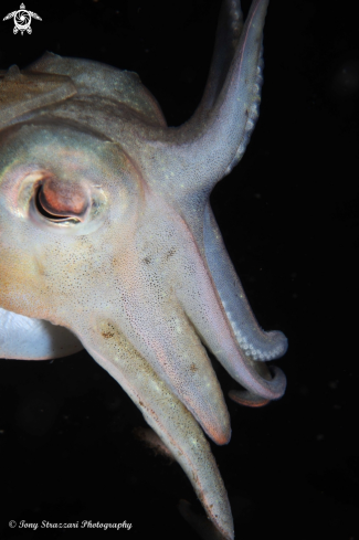 A Mourning cuttle