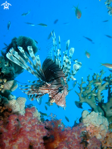 A Lion fish