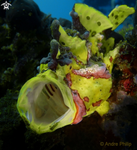 A Frogfish