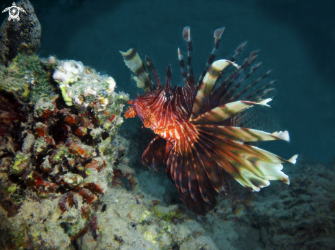 A Pterois volitans | lionfish