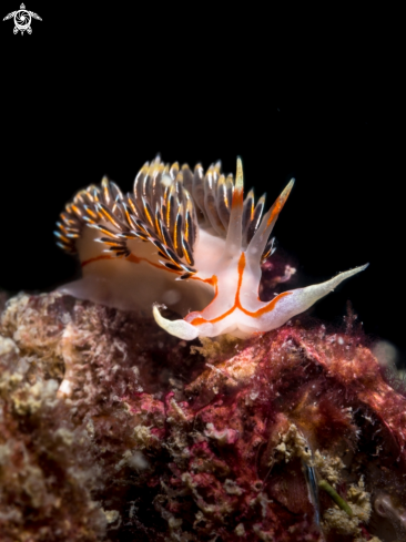 A Phidiana militaris | Nudibranch