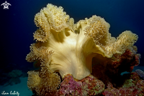 A soft coral