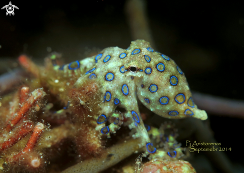 A Blue Ringed Octopus