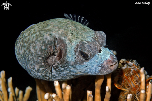 A puffer fish